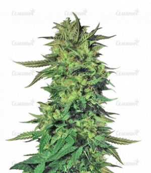 1668944871368.png 1668944871368.png