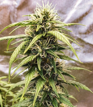 1668945447910.png 1668945447910.png