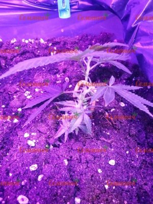 2140-wm-73779.5_watermarked.jpg 2140-wm-73779.5_watermarked.jpg