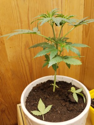 IMG_20221120_234902.jpg IMG_20221120_234902.jpg