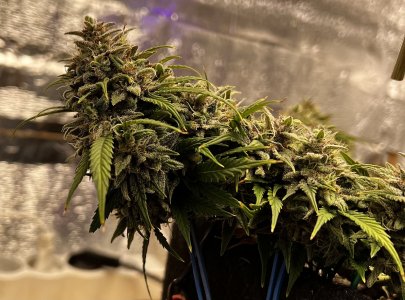 630E7AAC-4B32-4B93-8BD9-C559EA7C09B4.jpeg 630E7AAC-4B32-4B93-8BD9-C559EA7C09B4.jpeg