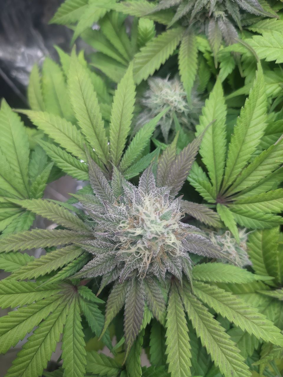 1 — копия.jpg 1 — копия.jpg