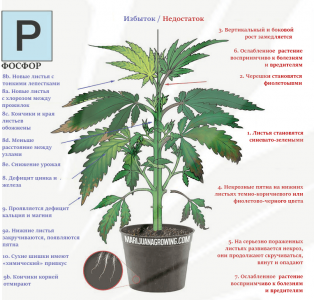 1 — копия.png 1 — копия.png