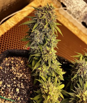 9C92E69A-D3A1-4033-9DA5-87C71F80C7CA.jpeg 9C92E69A-D3A1-4033-9DA5-87C71F80C7CA.jpeg