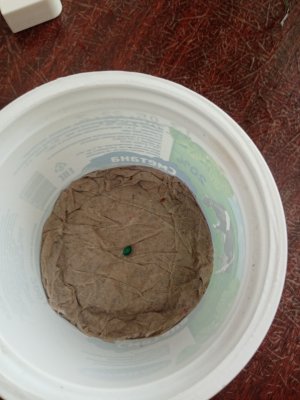 IMG_20221111_103910.jpg IMG_20221111_103910.jpg