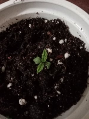 IMG_20221116_231015.jpg IMG_20221116_231015.jpg