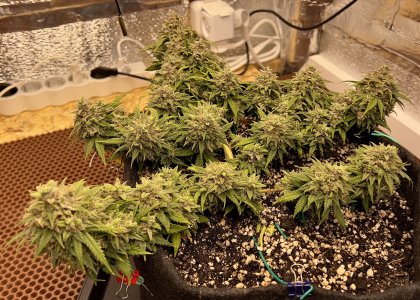 F951A047-5666-4C6D-B9B7-C4481F5076A6.jpeg F951A047-5666-4C6D-B9B7-C4481F5076A6.jpeg