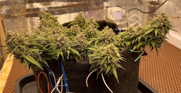 792493C5-5C86-42BC-A786-6EA741DAE5CD.jpeg 792493C5-5C86-42BC-A786-6EA741DAE5CD.jpeg