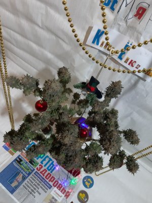 20221128_130152.jpg 20221128_130152.jpg