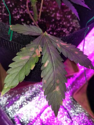 IMG_20221130_125659.jpg IMG_20221130_125659.jpg