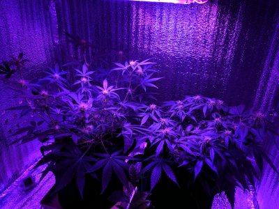 IMG_20221201_214842.jpg IMG_20221201_214842.jpg