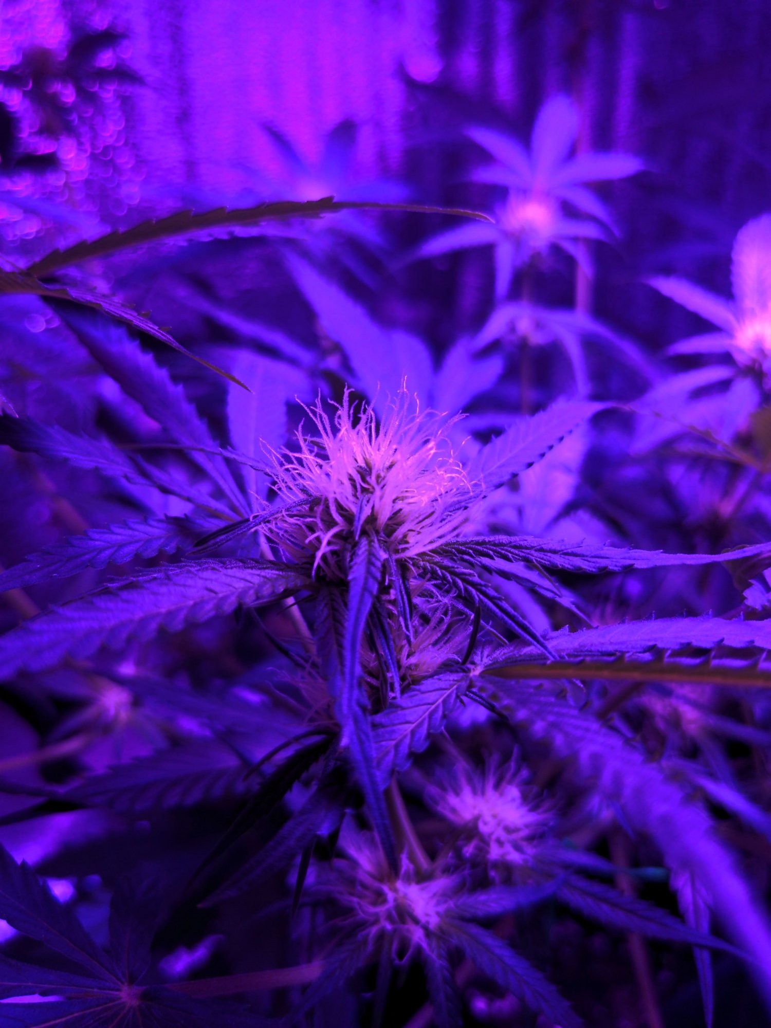 IMG_20221201_214828.jpg IMG_20221201_214828.jpg