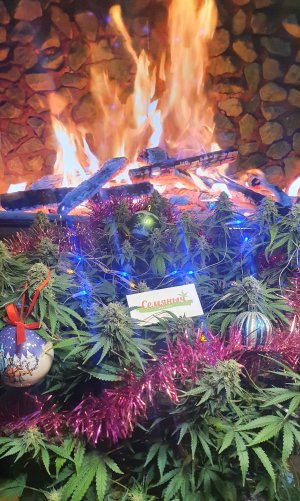 20221202_191929.jpg 20221202_191929.jpg