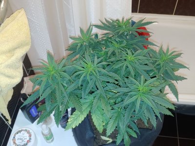 IMG_20221202_145734_041.jpg IMG_20221202_145734_041.jpg