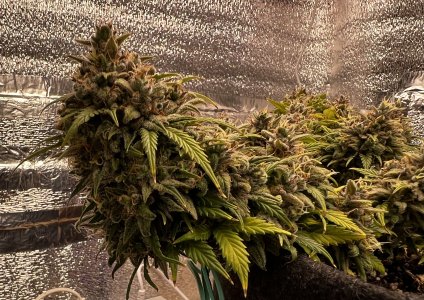 298F3A0E-8398-4C80-A461-6216CC35BBDB.jpeg 298F3A0E-8398-4C80-A461-6216CC35BBDB.jpeg