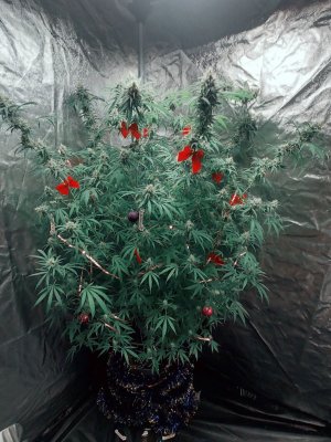 Screenshot_20221203-152131_Gallery.jpg Screenshot_20221203-152131_Gallery.jpg