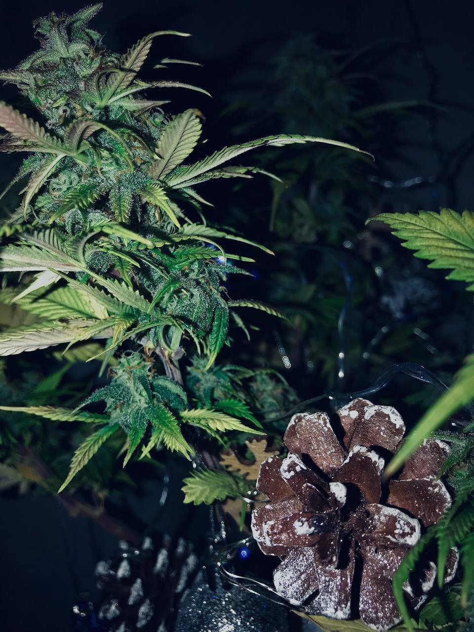 photo_2022-12-03_21-00-22.jpg photo_2022-12-03_21-00-22.jpg