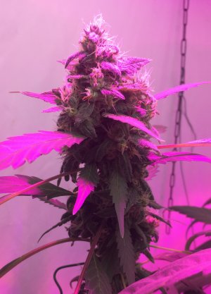 1 (22).jpg 1 (22).jpg