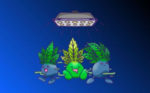 сорта конопли для одновременного грова