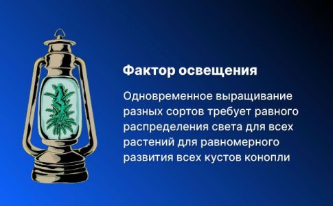 Освещение конопли