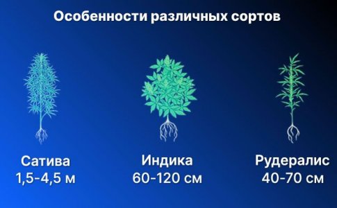 Основные различия разных сортов конопли