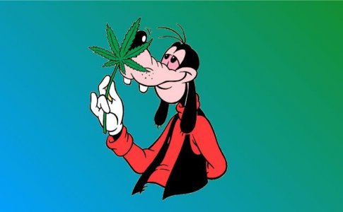 Мирцен – терпены конопли Мирцен – терпены конопли