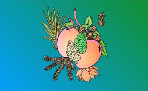 Манго и конопля Манго и конопля