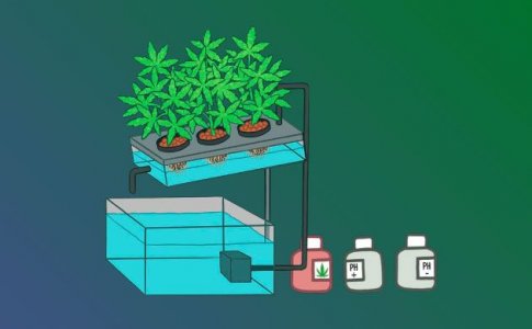 Питательные вещества для конопли в гидропонике Питательные вещества для конопли в гидропонике