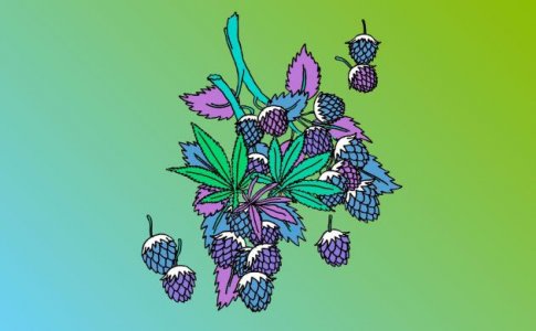 Гумулен Гумулен