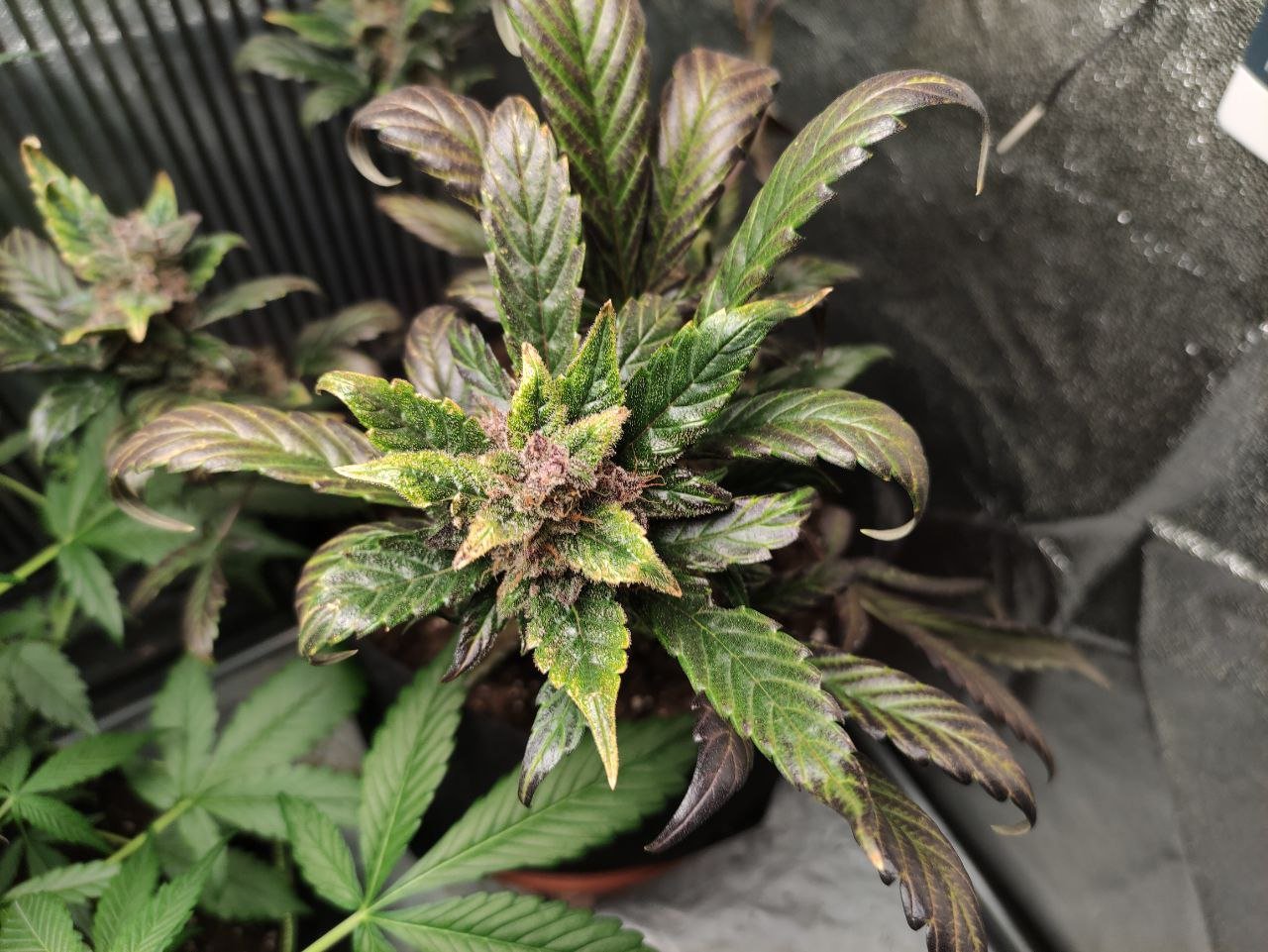 photo_2022-12-04_17-29-58 (2).jpg