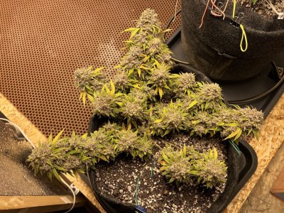 E8998BA0-DA6E-49FE-B2F1-21C8217BEF92.jpeg E8998BA0-DA6E-49FE-B2F1-21C8217BEF92.jpeg