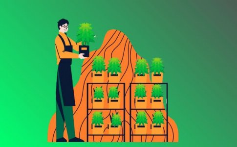 вертикальное выращивание конопли вертикальное выращивание конопли