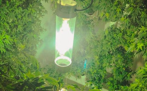 2-CHto-takoe-vertikalnoe-vyrashchivanie-konopli.jpg 2-CHto-takoe-vertikalnoe-vyrashchivanie-konopli.jpg