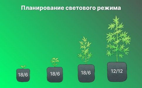 Планировка смены светового цикла Планировка смены светового цикла