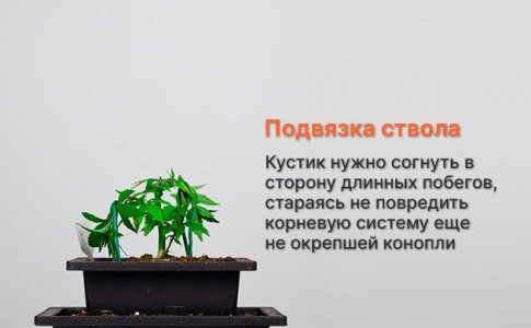 3-Podvyazyvaem-stvol.jpg 3-Podvyazyvaem-stvol.jpg