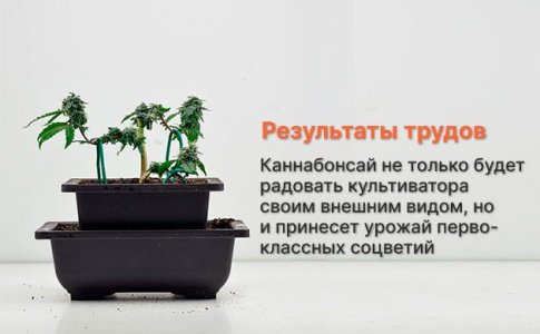 ганджа-бонсай ганджа-бонсай