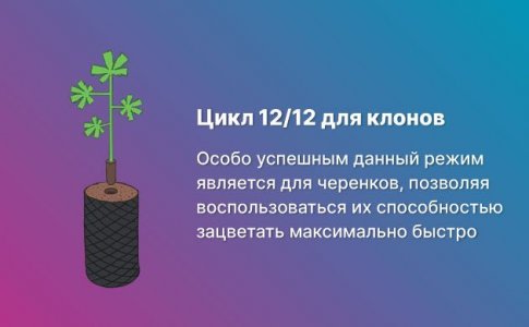 Режим 12/12 и клоны Режим 12/12 и клоны