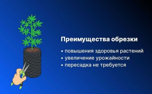Преимущества обрезки корней каннабиса Преимущества обрезки корней каннабиса