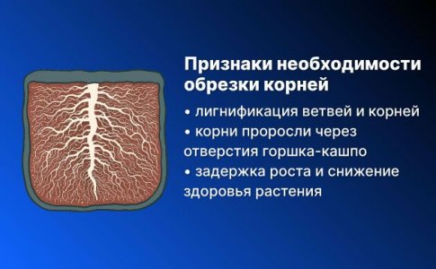 Когда нужно обрезать корни вручную Когда нужно обрезать корни вручную