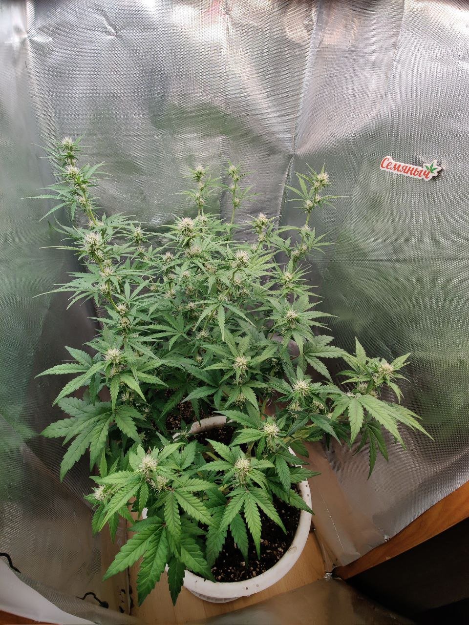 photo_5226657118705271853_y.jpg photo_5226657118705271853_y.jpg