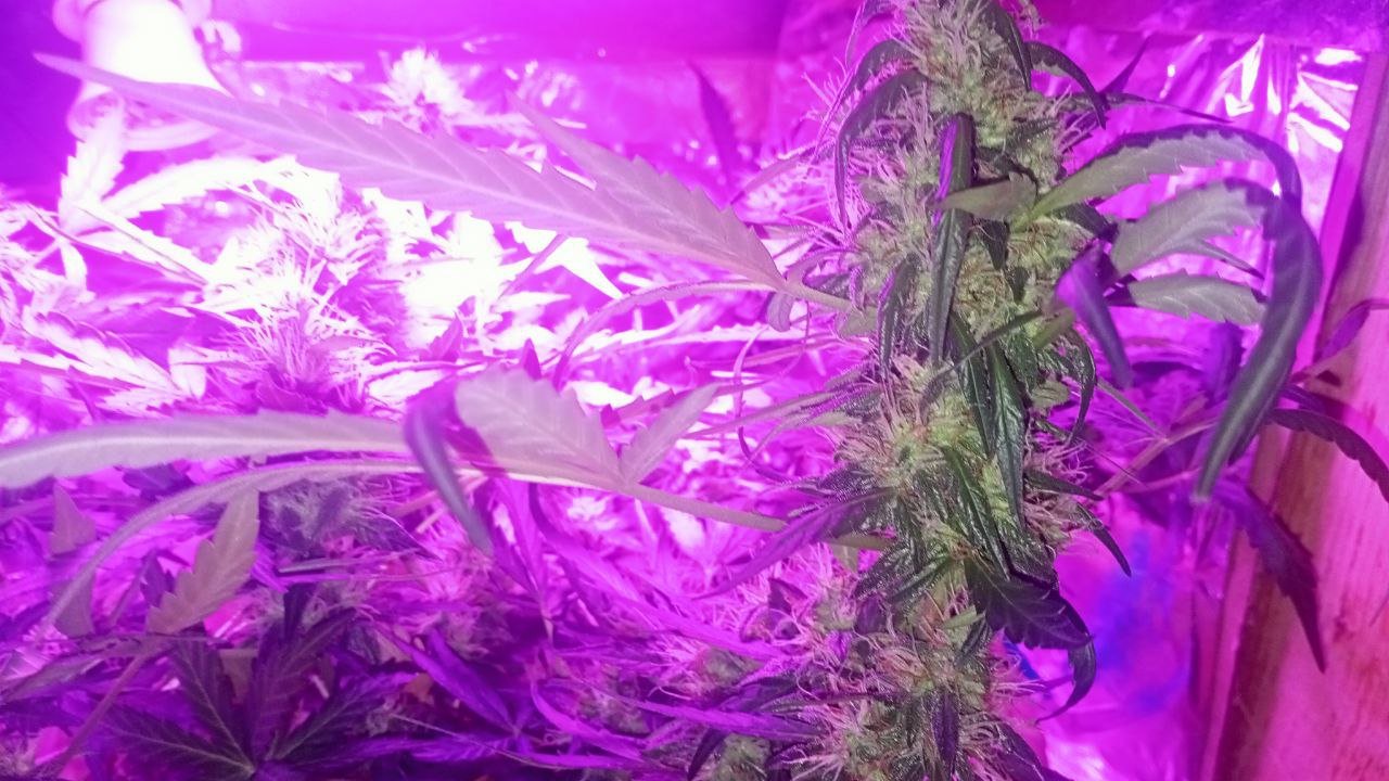 photo_2022-12-09_07-07-15.jpg photo_2022-12-09_07-07-15.jpg