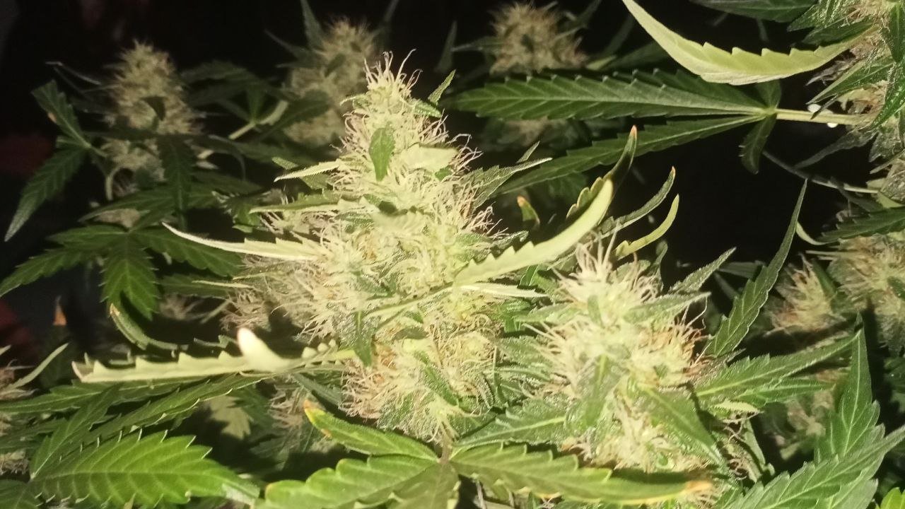 photo_2022-12-09_20-37-17 (2).jpg