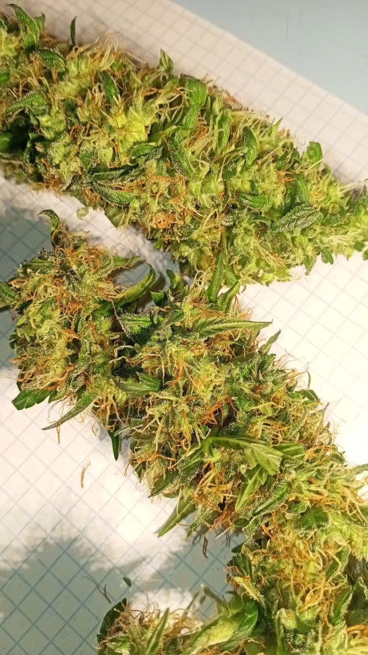 photo_2022-12-12_01-26-43 (2).jpg