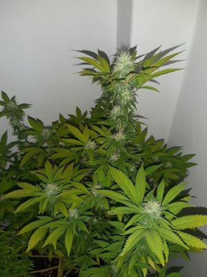 20221212_142711.jpg 20221212_142711.jpg