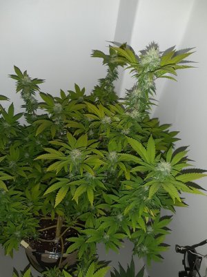 20221212_142602.jpg 20221212_142602.jpg