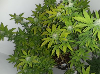 20221212_142546.jpg 20221212_142546.jpg