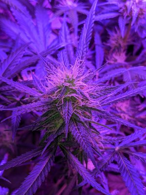 PXL_20221212_151433011.jpg PXL_20221212_151433011.jpg