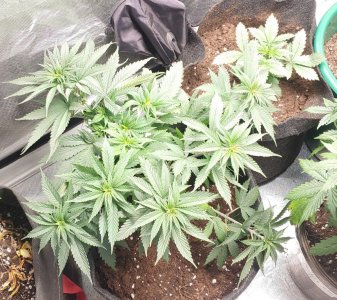 Cream caramel CBD fem Cream caramel CBD fem