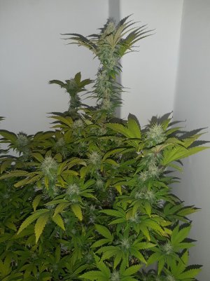 20221213_101700.jpg 20221213_101700.jpg