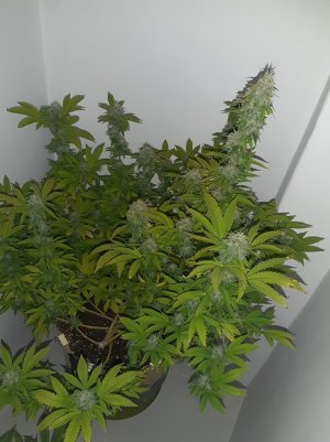 20221213_130754.jpg 20221213_130754.jpg